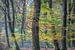 Beuk in bos bij Elspeet tijdens de Herfst van Dennis Mulder