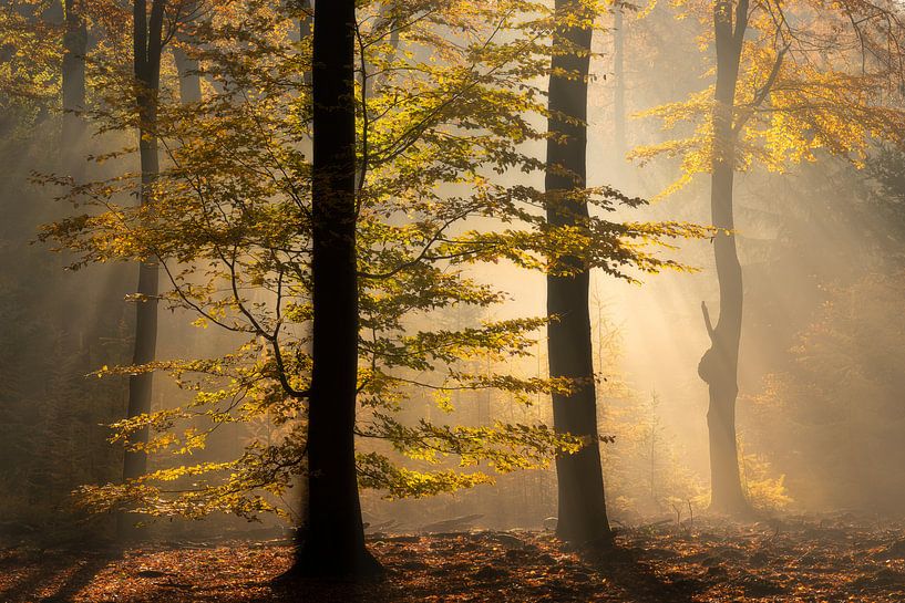 Baum im Herbst von Edwin Mooijaart
