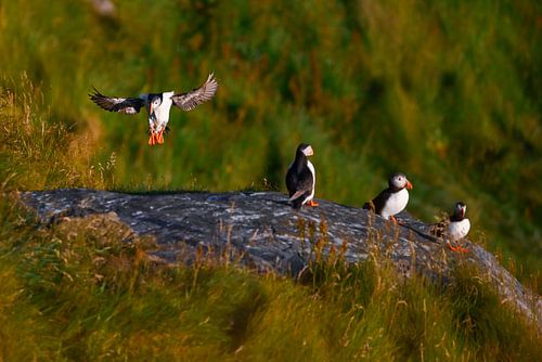 A puffin lands on Runde
