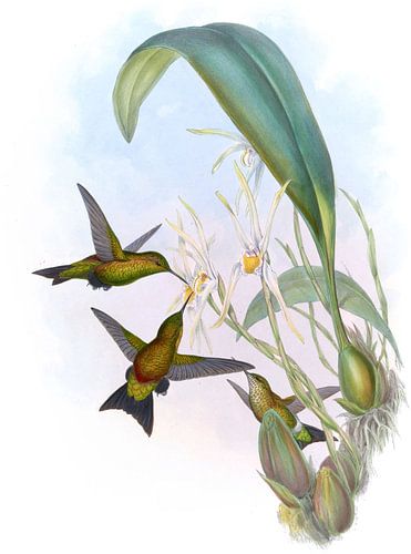 Derby's Puff-Leg, John Gould