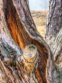 Hollow tree on Heidestein