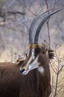 L'antilope de Sable