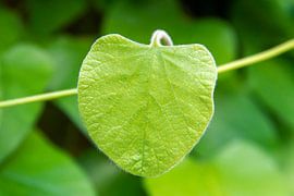 Lonely leaf by Studio Bosgra