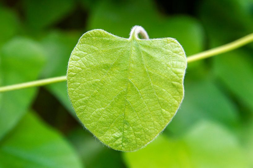 Lonely leaf by Studio Bosgra