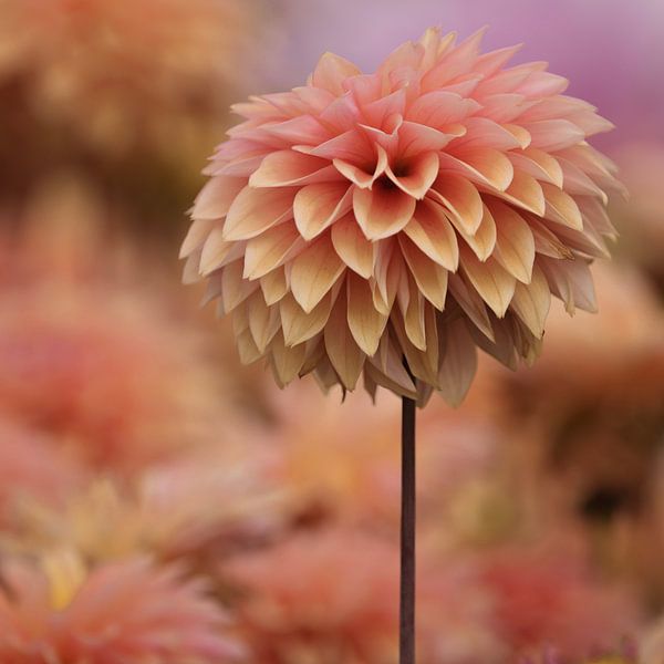 Dahlia by Tessa Poll