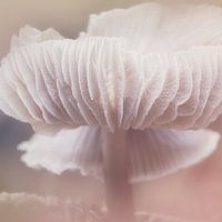 Close Up Naturfotografie