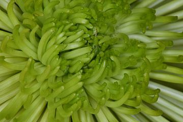De groene chrysant macro van Sylvia Baars - Schut