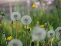 Dandelion