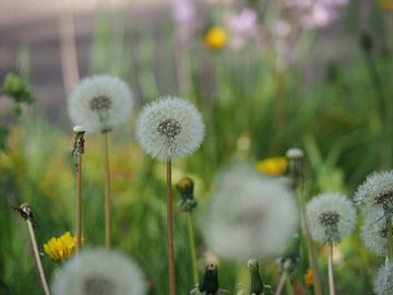 Paardebloem / Dandelion van Tonny Swinkels