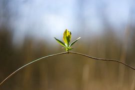 Die Seiltänzer von Roelof Nijholt
