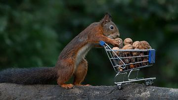 Squirrel with shopping cart full of nuts. by Albert Beukhof