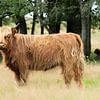 Schottischer Highlander auf der Heide. von Albert Beukhof