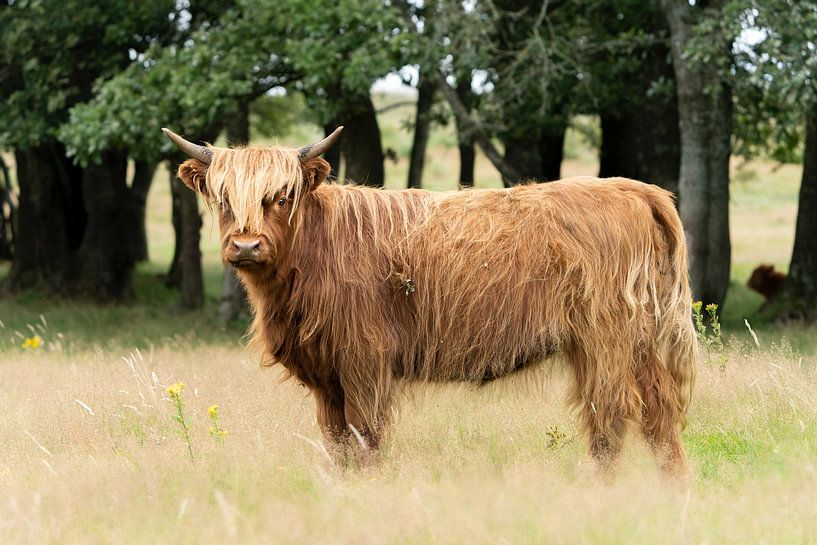 Scottish Highlander on the heath. by Albert Beukhof