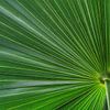 Prachtige groene waaierpalm. De structuren in het blad en de felgroene kleur maken dat het net een parasol lijkt  met een blik van onderaf van Joyce Derksen