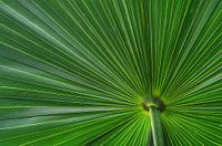 Schöne grüne Fächerpalme. Die Texturen in den Blättern und die leuchtend grüne Farbe lassen sie wie einen Sonnenschirm mit Blick von unten aussehen