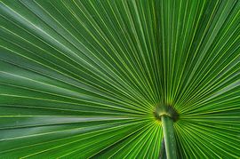 Beautiful green fan palm. The textures in the leaves and the bright green colour make it look just like an umbrella with a view from below