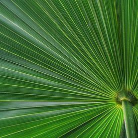 Prachtige groene waaierpalm. De structuren in het blad en de felgroene kleur maken dat het net een parasol lijkt  met een blik van onderaf van Joyce Derksen