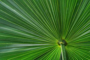 Magnifique palmier en éventail vert. Les textures des feuilles et la couleur vert vif lui donnent l'aspect d'un parasol avec une vue en contre-plongée. sur Joyce Derksen