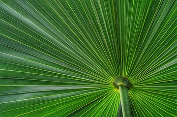 Prachtige groene waaierpalm. De structuren in het blad en de felgroene kleur maken dat het net een parasol lijkt  met een blik van onderaf