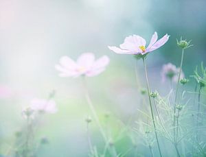 Champ de fleurs sur Anouschka Hendriks