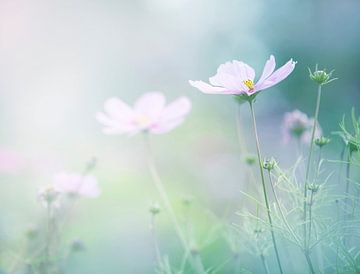 Champ de fleurs sur Anouschka Hendriks