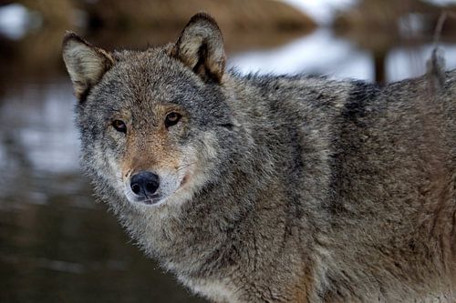 wolf sur Ronald Wilfred Jansen
