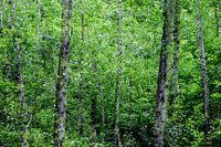 Bosque