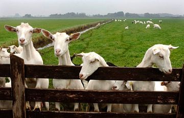 Chèvres dans le pré sur Wim van der Ende