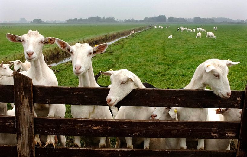 Chèvres dans le pré par Wim van der Ende