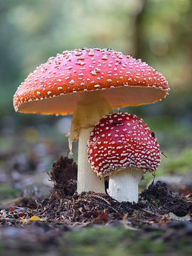 Agaric tue-mouches sur Femke Straten