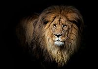 Portret Van Een Leeuw