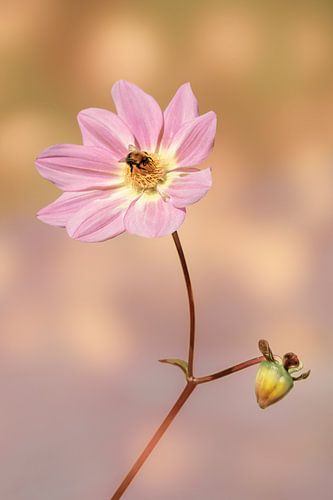 Bloemen & Planten. Sweet Embrace. Peach Fuzz.