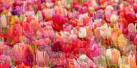 Tulips von Claudia Moeckel Miniaturansicht
