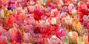 Tulipes sur Claudia Moeckel