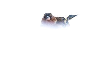 Finch