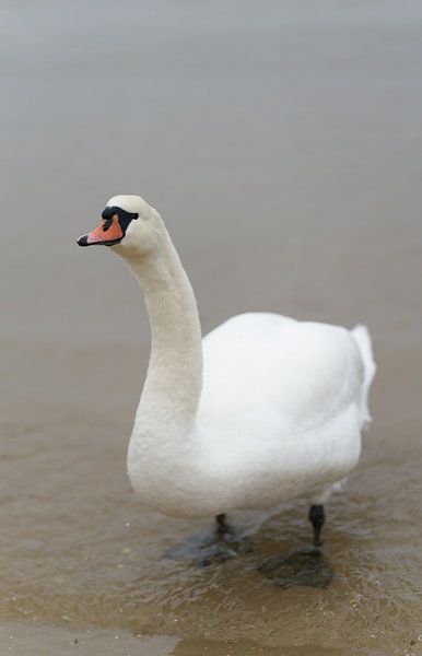 Knobbelzwaan, Cygnus olor op het strand van Heiko Kueverling