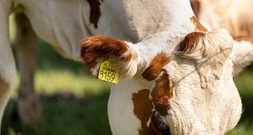 Close up van een bruine koe met oortag van Percy's fotografie