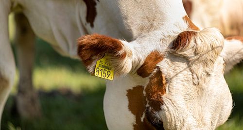Close up van een bruine koe met oortag