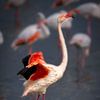Dansende flamingo in de Camargue van Beeldpracht by Maaike