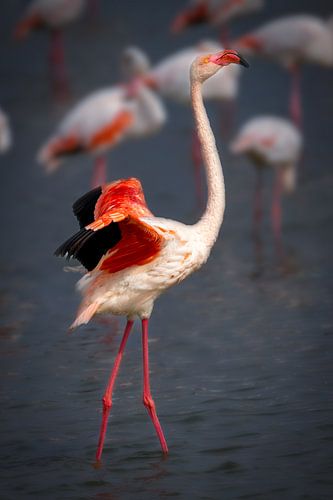 Dancing flamingo in the Camargue