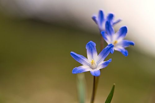 blauwe bloesems van de bluestar. Vroege bloeier