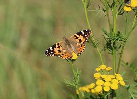 Distelfalter von Matthias Brix