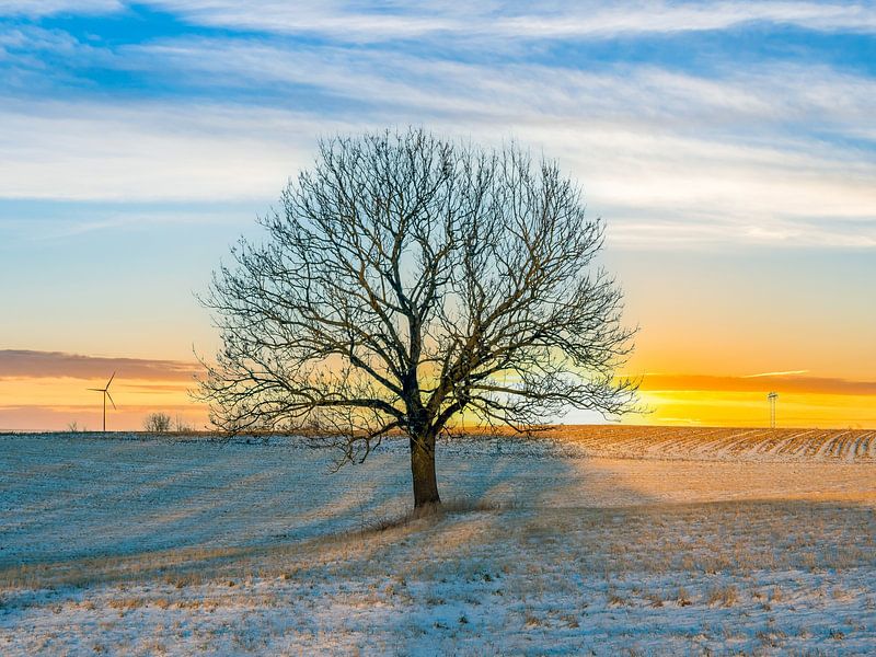 Winterlicher Baum im Abendrot von Animaflora PicsStock