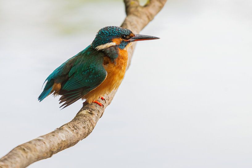 Der Eisvogel an seinem Jagdrevier von Merijn Loch