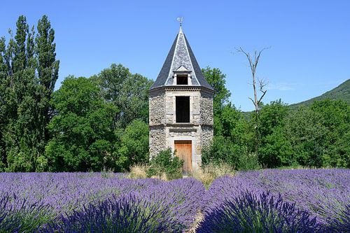 Lavendelveld in Drôme Provençale Frankrijk