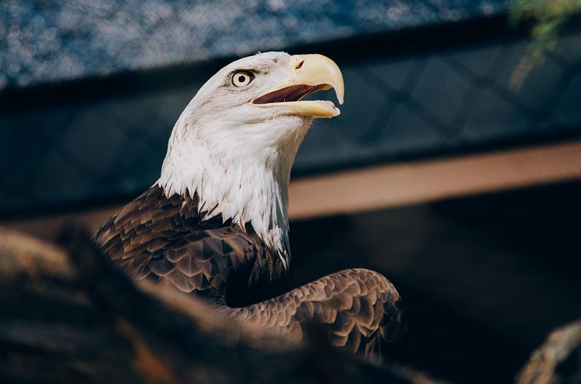 Eagle by YesItsRobin