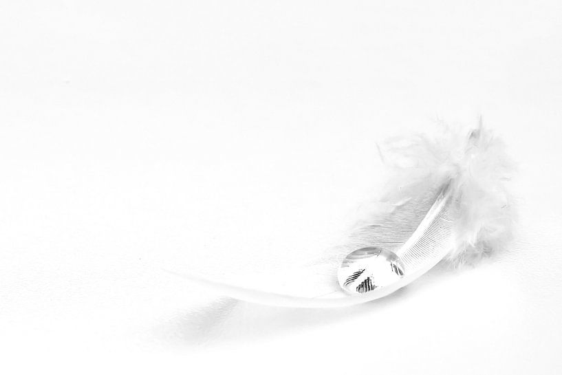 Tear on an feather by Anja Jooren