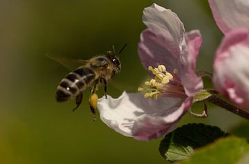 Abeille sur la fleur de pommier sur Latifa - Natuurfotografie