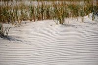 Sand dune with grass