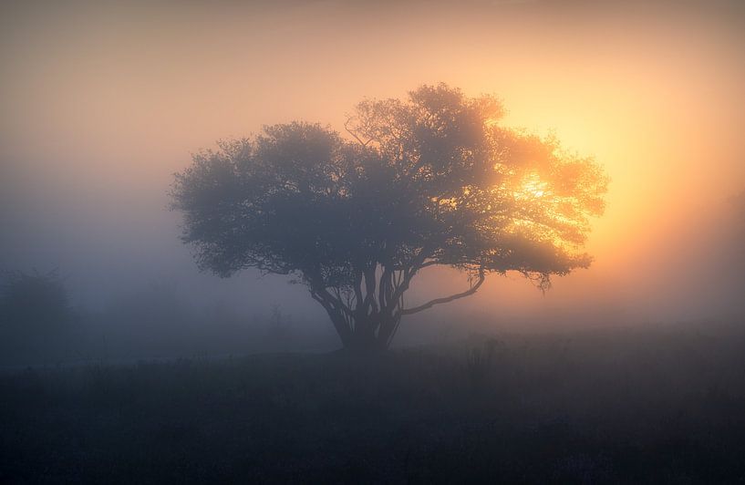 nebliger Morgen von Erel Turkay